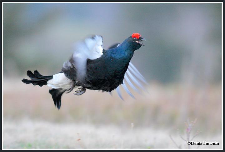 saut de tétras lyres
